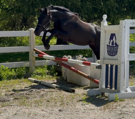 HorseID: 2277943 Southern Ritz - PhotoID: 1106574