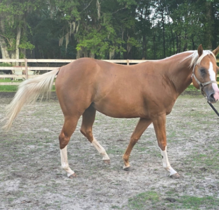 HorseID: 2278769 Way Cool Cajun - PhotoID: 1084600