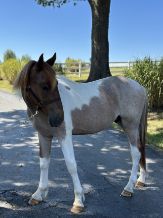 HorseID: 2278818 Chiefs Enchanted Drifter - PhotoID: 1083825