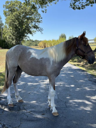 HorseID: 2278818 Chiefs Enchanted Drifter - PhotoID: 1083826