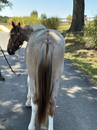 HorseID: 2278818 Chiefs Enchanted Drifter - PhotoID: 1083827