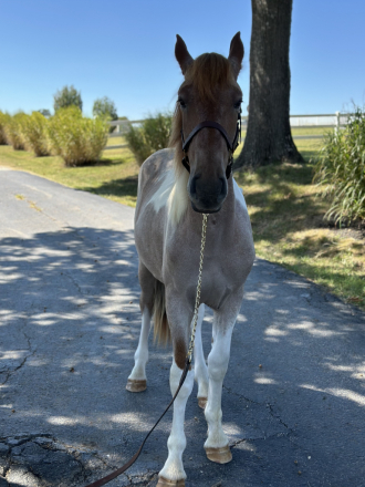 HorseID: 2278818 Chiefs Enchanted Drifter - PhotoID: 1083828