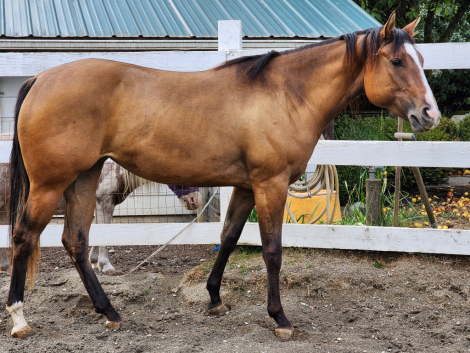 HorseID: 2279143 IMA LEGACY BORN HOTTY - PhotoID: 1085598
