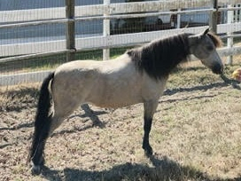 HorseID: 2279988 Clayburys Pop Riva Reign - PhotoID: 1084003