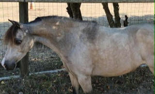 HorseID: 2279988 Clayburys Pop Riva Reign - PhotoID: 1084004