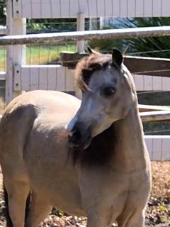 HorseID: 2279988 Clayburys Pop Riva Reign - PhotoID: 1084005