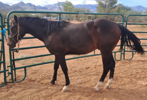 HorseID: 2280104 Badgers Dual Whiskey - PhotoID: 1085794