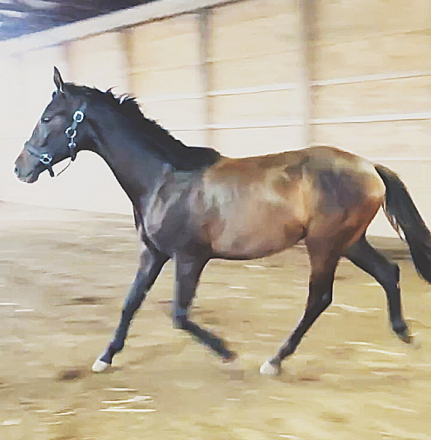 HorseID: 2280900 Ragen AMS - PhotoID: 1083727