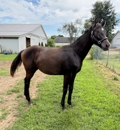 HorseID: 2280900 Ragen AMS - PhotoID: 1083728