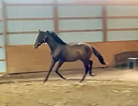 HorseID: 2280900 Ragen AMS - PhotoID: 1083729