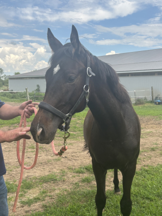 HorseID: 2280900 Ragen AMS - PhotoID: 1083730