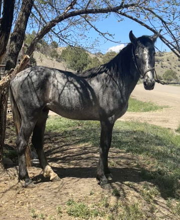 HorseID: 2282028 Jaunito Viento - PhotoID: 1066763