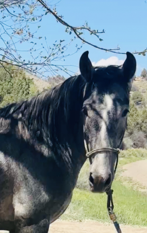 HorseID: 2282028 Jaunito Viento - PhotoID: 1066764