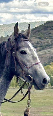 HorseID: 2282028 Jaunito Viento - PhotoID: 1066765