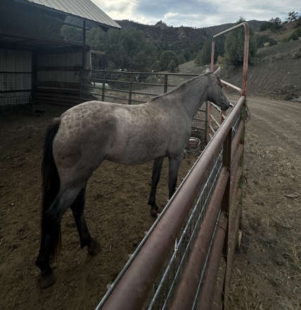 HorseID: 2282433 Lily Viento - PhotoID: 1085784