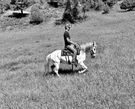 HorseID: 2283306 Kadencia do Summerwind - PhotoID: 1083282