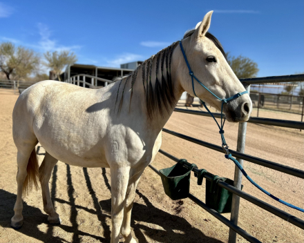 HorseID: 2283306 Kadencia do Summerwind - PhotoID: 1083283