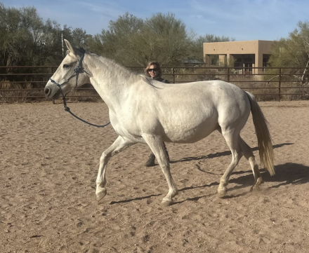 HorseID: 2283306 Kadencia do Summerwind - PhotoID: 1083284