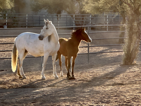 HorseID: 2283306 Kadencia do Summerwind - PhotoID: 1083285