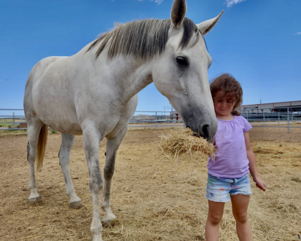 HorseID: 2283306 Kadencia do Summerwind - PhotoID: 1083286