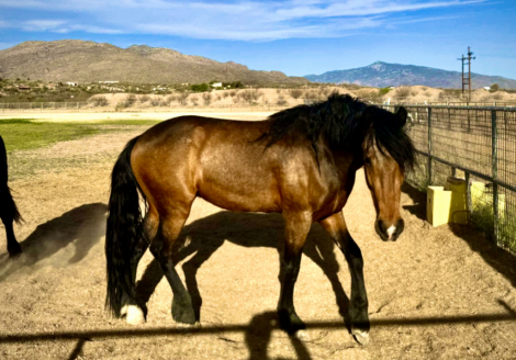 HorseID: 2283731 Enzo - PhotoID: 1084843