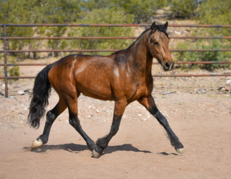 HorseID: 2283731 Enzo - PhotoID: 1084844