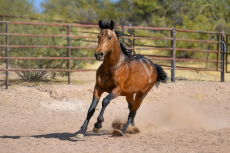 HorseID: 2283731 Enzo - PhotoID: 1084845