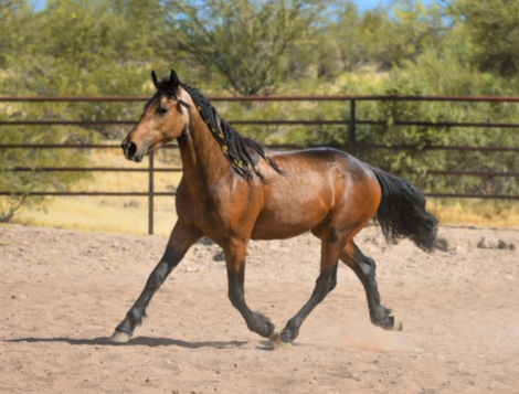 HorseID: 2283731 Enzo - PhotoID: 1084846