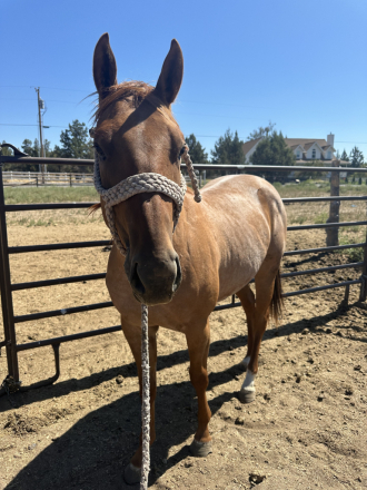 HorseID: 2283832 Sugars BreakinFamous - PhotoID: 1085092