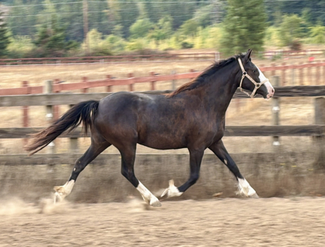 HorseID: 2284765 The Generals Black Pearl - PhotoID: 1078036