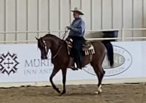 HorseID: 2284899 Om El Shamira - PhotoID: 1085752