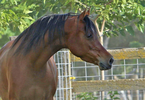 HorseID: 2284899 Om El Shamira - PhotoID: 1085753