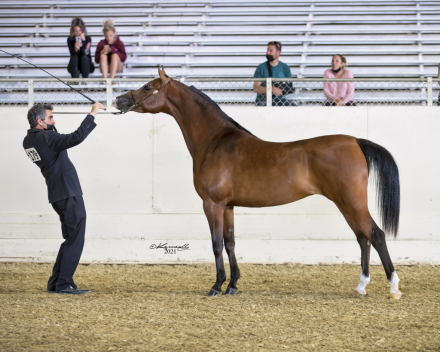 HorseID: 2284899 Om El Shamira - PhotoID: 1085754