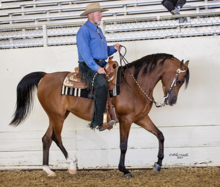 HorseID: 2284899 Om El Shamira - PhotoID: 1085755