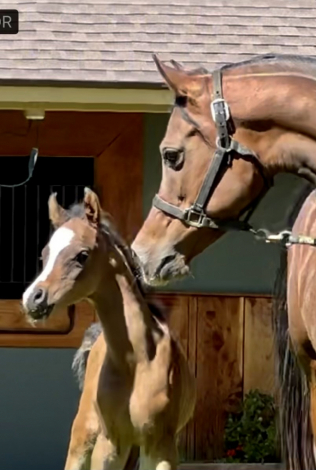 HorseID: 2284899 Om El Shamira - PhotoID: 1085756