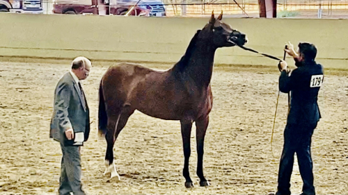 HorseID: 2284899 Om El Shamira - PhotoID: 1085757