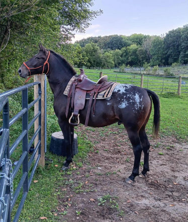 HorseID: 2285112 DSK Northern Legacy - PhotoID: 1081986