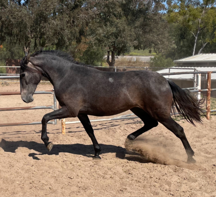 HorseID: 2285637 Dahlia - PhotoID: 1084146