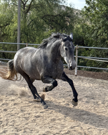 HorseID: 2285637 Dahlia - PhotoID: 1084147