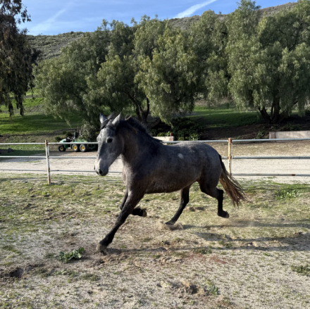 HorseID: 2285637 Dahlia - PhotoID: 1084148