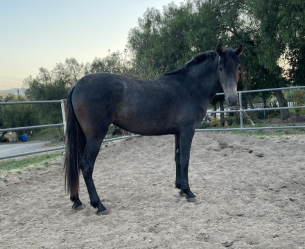 HorseID: 2285637 Dahlia - PhotoID: 1084149