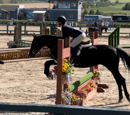 HorseID: 2285842 Prada - PhotoID: 1083603