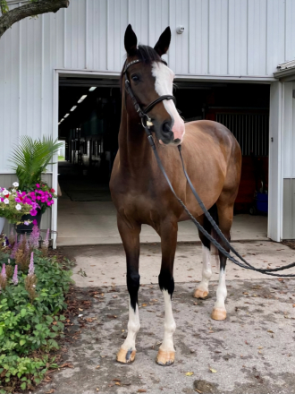 HorseID: 2285958 STYLEMEISTER - PhotoID: 1084516