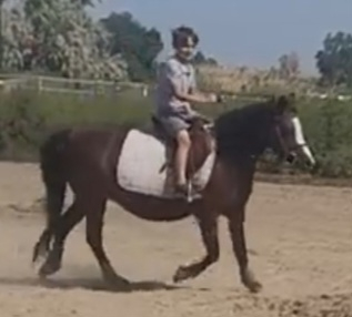 HorseID: 2286254 Wendy - PhotoID: 1085054