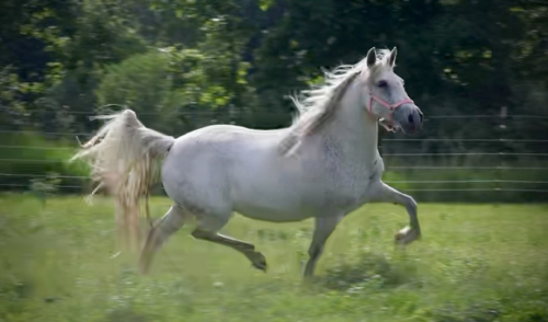 HorseID: 2286297 ALVINA CNTR - PhotoID: 1083554