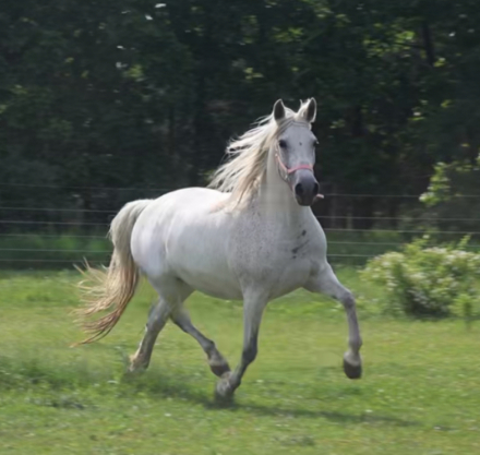 HorseID: 2286297 ALVINA CNTR - PhotoID: 1083555