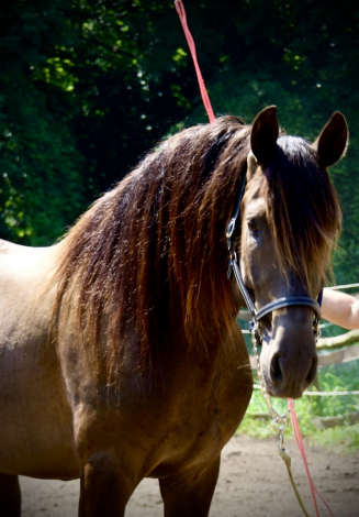 HorseID: 2286297 ALVINA CNTR - PhotoID: 1083556