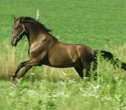 HorseID: 2286297 ALVINA CNTR - PhotoID: 1083557