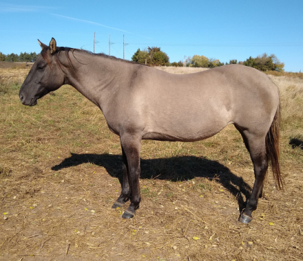 HorseID: 2286458 JAZ PRAIRIE SAGE - PhotoID: 1084276