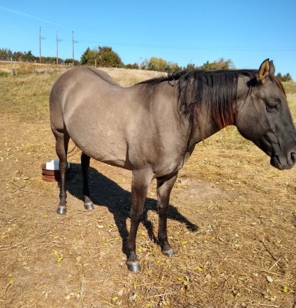 HorseID: 2286458 JAZ PRAIRIE SAGE - PhotoID: 1084277